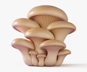Oyster Mushrooms Cluster