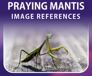 400 Praying Mantis Image Reference Pack - Vol 01