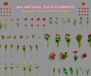 80+ Realistic Tulip Elements, Isolated Botanical PSD Kit, Bouquet Creator, Flower Mockup Bundle