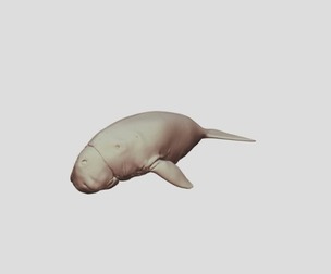 Dugong