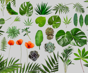 Realistic Tropical Leaves Flowers Mockup PSD Template,Palm Fronds, Succulents, Poppy PNG Overlays