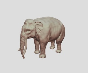 Sumatran Elephant