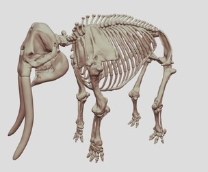 Sumatran Elephant Skeleton