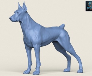 Doberman Dog