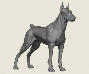 Doberman Dog