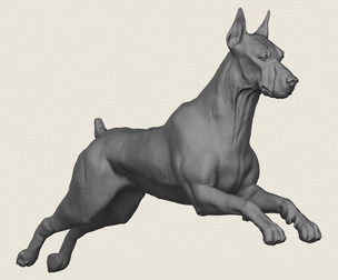 Doberman Dog Running