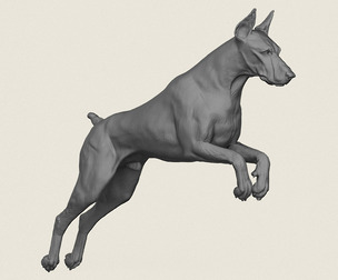 Doberman Dog Jumping