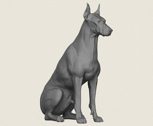 Doberman Dog Sitting