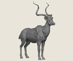 Kudu Antelope Animal