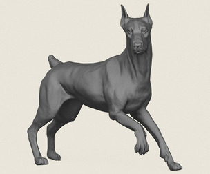 Doberman Dog Friendly Pose