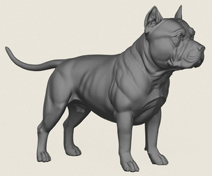 Pitbull Dog Standing