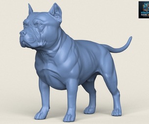 Pitbull Dog Standing