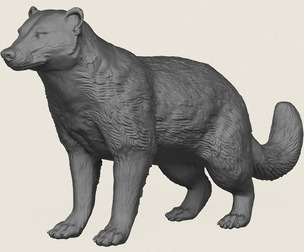 Wild Badger Animal