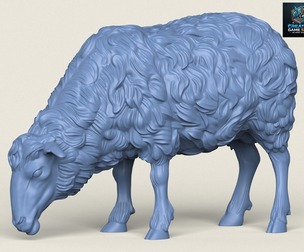 Sheep Eating