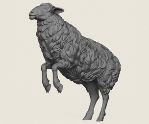 Sheep Jumping