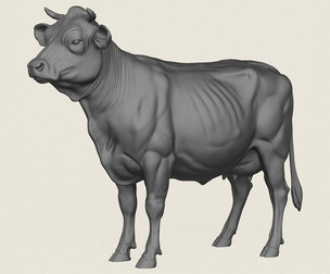 Cow Standing