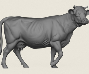 Cow Walking