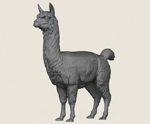 Alpaca Standing