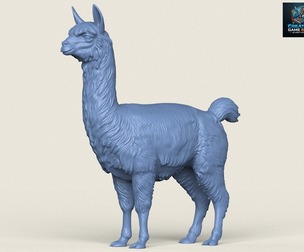 Alpaca Standing