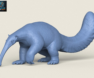 Anteater Walking