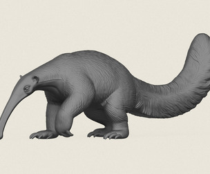 Anteater Walking