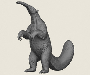 Anteater