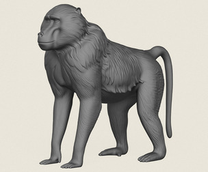 Baboon Monkey
