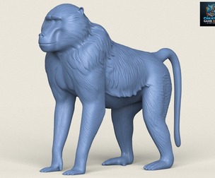 Baboon Monkey