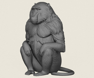 Baboon Monkey Sitting
