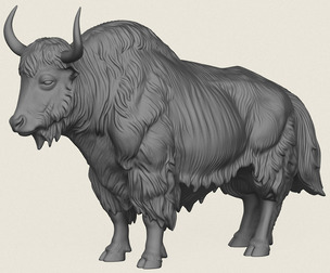 Himalayan Yak