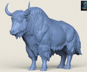 Himalayan Yak