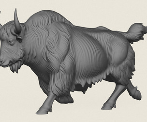 Himalayan Yak Running