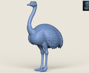 Ostrich Bird