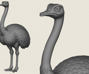 Ostrich Bird