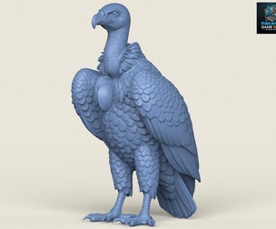 Wild Vulture Bird