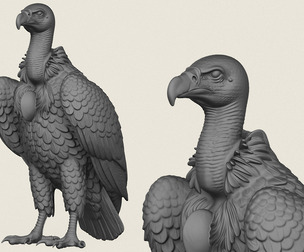 Wild Vulture Bird