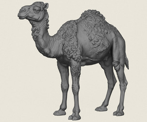 Camel