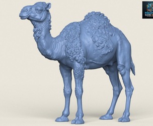 Camel