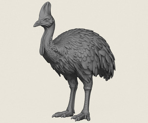 Cassowary Bird