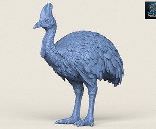 Cassowary Bird