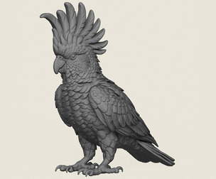 Cockatoo Parrot Bird