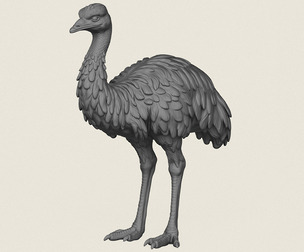Emu Bird