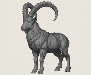 Mouflon Goat