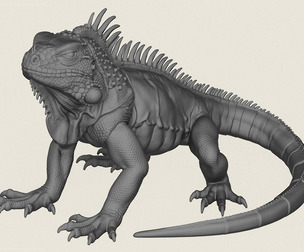 Wild Iguana Lizard