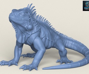 Wild Iguana Lizard