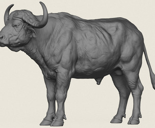 Indian Buffalo