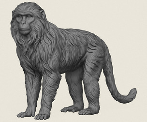 Himalayan Snow Monkey