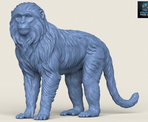 Himalayan Snow Monkey