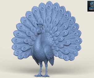 Peacock Bird