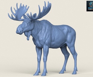 Wild Moose Deer